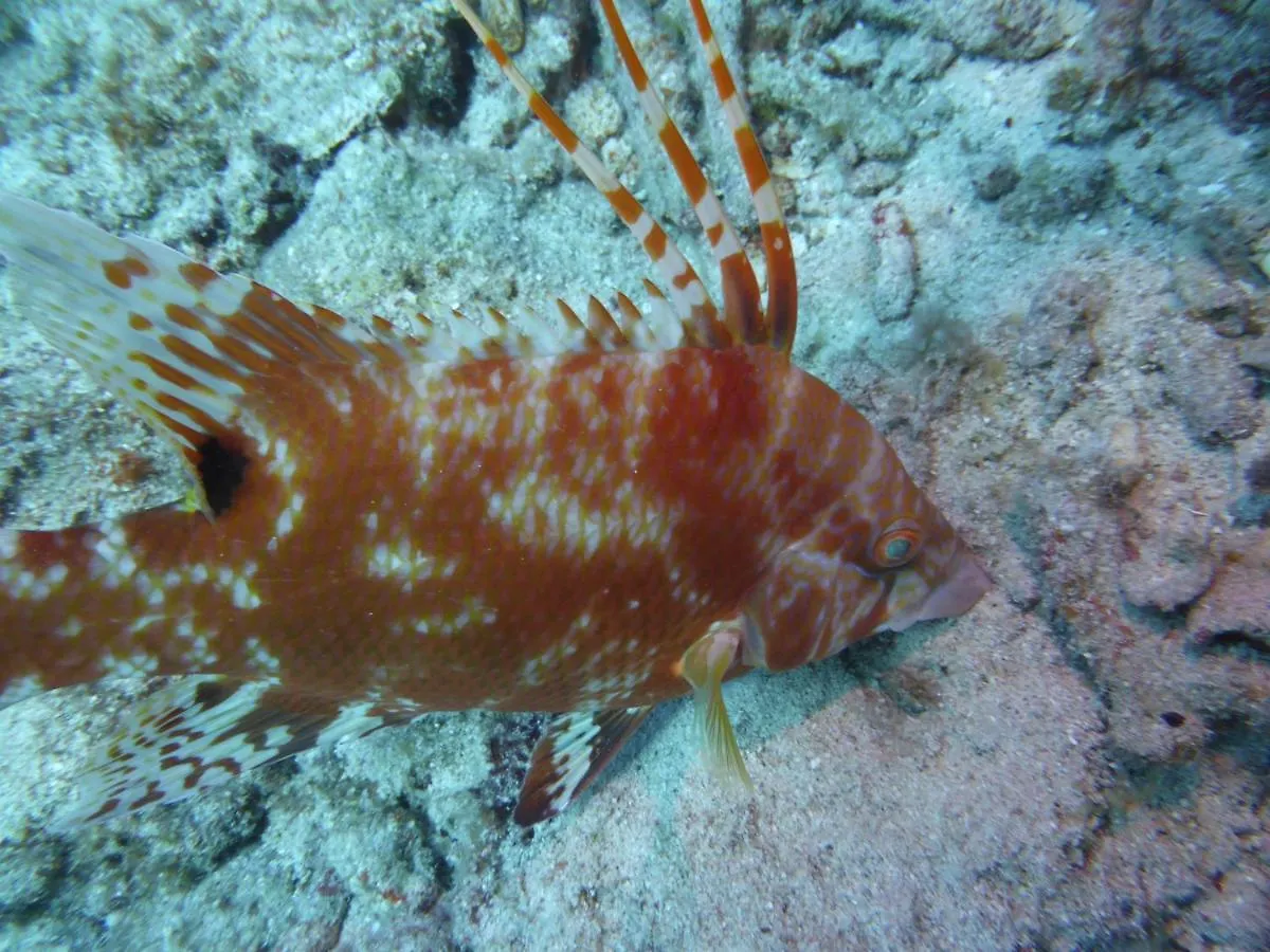 Διαμέρισμα Club Seru Coral Ap Toekan Santa Catharina Κουρασάο