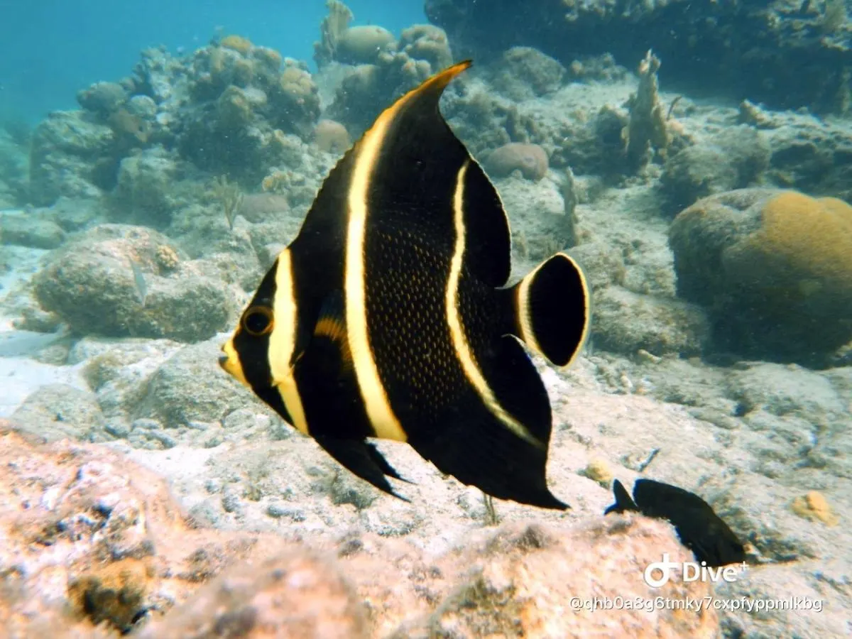 Club Seru Coral Ap Toekan Santa Catharina